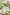 Aloe barbadensis leaf juice