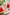 Watermelon Extract
