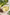 Brassica Oleracea Italica (Broccoli) Seed Oil