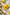 Arnica Montana flower extract